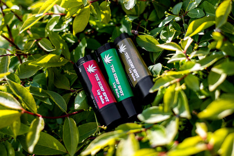 Lip Balm - The Hemp Spot